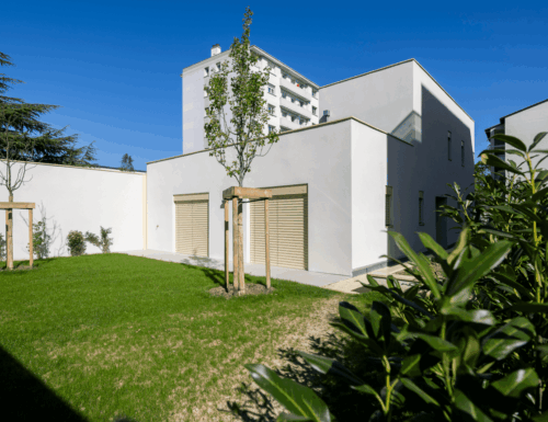 Tilia